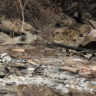 The aftermath of a wildfire.