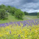 Photo: Purple and yellow wildflowers at McLaughlin Reserve