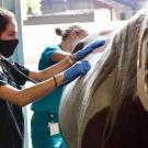 Woman uses stethoscope to listen to horse.