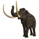 Drawing of a woolly mammoth