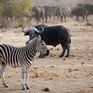 Zebra on savannah with water buffalo