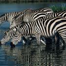 Many zebras drinking from a river