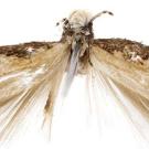 Photos: Neopalpa donaldtrumpi.