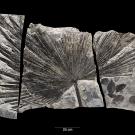 Outline of a palm-like leaf on grey stone against a black background. 