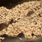 UC Davis researchers developed an online tool that tracks agricultural leftovers, like almond hulls shown here in a large pile, to help reduce food waste and inspire new uses.