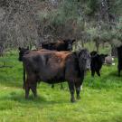 Black angus cattle in field