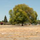 Large tree stands in middle of barrren lot in Sacramento