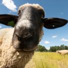 Head of a blackface sheep looking into the camera. 