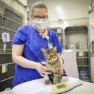 Leo, a 10-month-old tabby cat, is cared for by Clinical Trials Coordinator Jully Pires, who is wearing blue scrubs and standing behind the cat on the table. Leo had received treatment as part of a clinical trial on FIP at UC Davis School of Veterinary Medicine. (School of Veterinary Medicine)