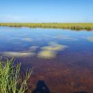 Green weedy vegetation grows in front of shallow water in the Florida Everglades, with more vegetation in background 