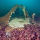 Colorful mats and spires underwater. 
