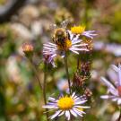 A bee sits on a flower with light mauve petals and a yellow center. Other flowers are in the same frame and more flowers out of focus in the background. 