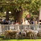 UC Davis Sheepmowers grazed the quad this first week of June. This was the first time the herd visited the quad, even though they’ve visited many other fields on campus and throughout the region. (Gregory Urquiaga/UC Davis)