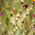 Deep mauve bell-like flowers hang from a slender branch running from lower left to upper right. 