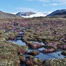 A shallow stream runs through purplish-pink flowers and green plants on the Canadian Arctic. A snowy mountain is in the background.