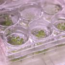 A translucent plastic tray with six round wells containing small green plants. 