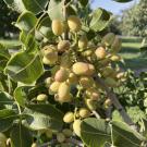 Close up view of pistachios growing in a cluster on a tree. Researchers have generated the most comprehensive genome sequence of the pistachio, allowing plant breeders to create better varieties. (Bárbara Blanco-Ulate / UC Davis)