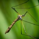 Close-up of a slender crane fly resting on a green leaf.