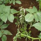 Ralstonia solanacearum is shown here in a potato plant that has wilted. The bacterium destroys the vascular system in plants, causing them to succumb to wilt disease. (Credit: Amilcar Sanchez)