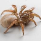 Brown, chunky, quarter-sized new species of trapdoor spider named Aptostichus ramirezae, on a white background. (Emma Jochim / UC Davis)