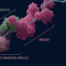 Molecular structure illustration featuring RAD51 and associated proteins on a dark background.