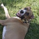 Cooper, a 4-year-old boxer mix, plays in his front yard in the Central Valley. He was diagnosed with valley fever in 2024. (Whitney Howard/UC Davis)
