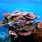 Underwater photo of a colorful outcrop of coral with many layers against blue ocean background.