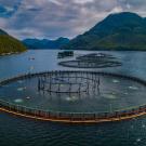 Circular pens outline a salmon farm in open ocean waters of British Columbia with mountains in background