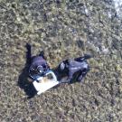 Two scientists in wet suits swim in a shallow part of Lake Tahoe collecting rocks covered with attached algae