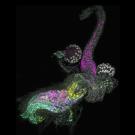 Semitransparent, brightly colored tissues against a black background.