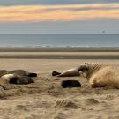 Healthy elephant seals lie on the beach under blue-orange sky
