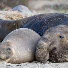 Two seals resting closely together on a sandy beach.