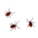 The brown dog tick isolated on white background.