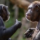 Two chimpanzees using hand gestures with green, natural background