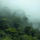 A view of deep green trees through mist and rain.