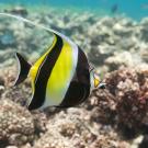 A fish with yellow and black vertical stripes swims over a coral reef. 
