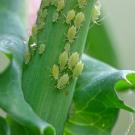 Aphids on a green plant stalk. 