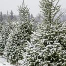 A row of conical fir trees dusted with snow. 