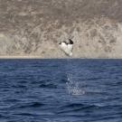 A ray leaping out of blue ocean against a grey/brown coastline. 