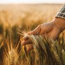 A farmer runs his hand through the grains of a wheat field. UC Davis scientists have developed wheat plants that can stimulate the production of their own fertilizer. (Getty)
