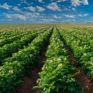 Rows of plants with white flowers disappear into the distance under a blue sky. 