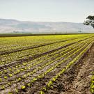 Crop rows in the central valley of California, hills in the background