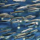 anchovies swim against blue water background