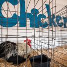 The bird flu means no chicken exhibit at county fairs this year. A white and black chicken sits in a cage with "chickens" written in bright blue paint on a wall in the background. (Getty)
