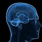 Translucent outline in blue of a human brain inside the head. Background is black. 