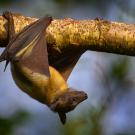 An African straw-colored fruit bat hangs upside down from a tree branch.