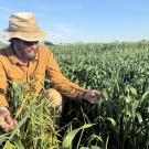 A person in a wide-brimmed hat examines green wheat plants in a field on a sunny day.