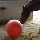 Fargo, a horse, put his nose on a big jolly ball during research on horse welfare and enrichment tools to improve behavior, health and welfare of stabled horses. (Jael Mackendorf/UC Davis)