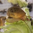 A golden brown snail with long antennae and a short eyestalk crawls on a lettuce leaf. 