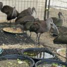 Ibis stand besides plates of food and water in an enclosed wildlife care facility